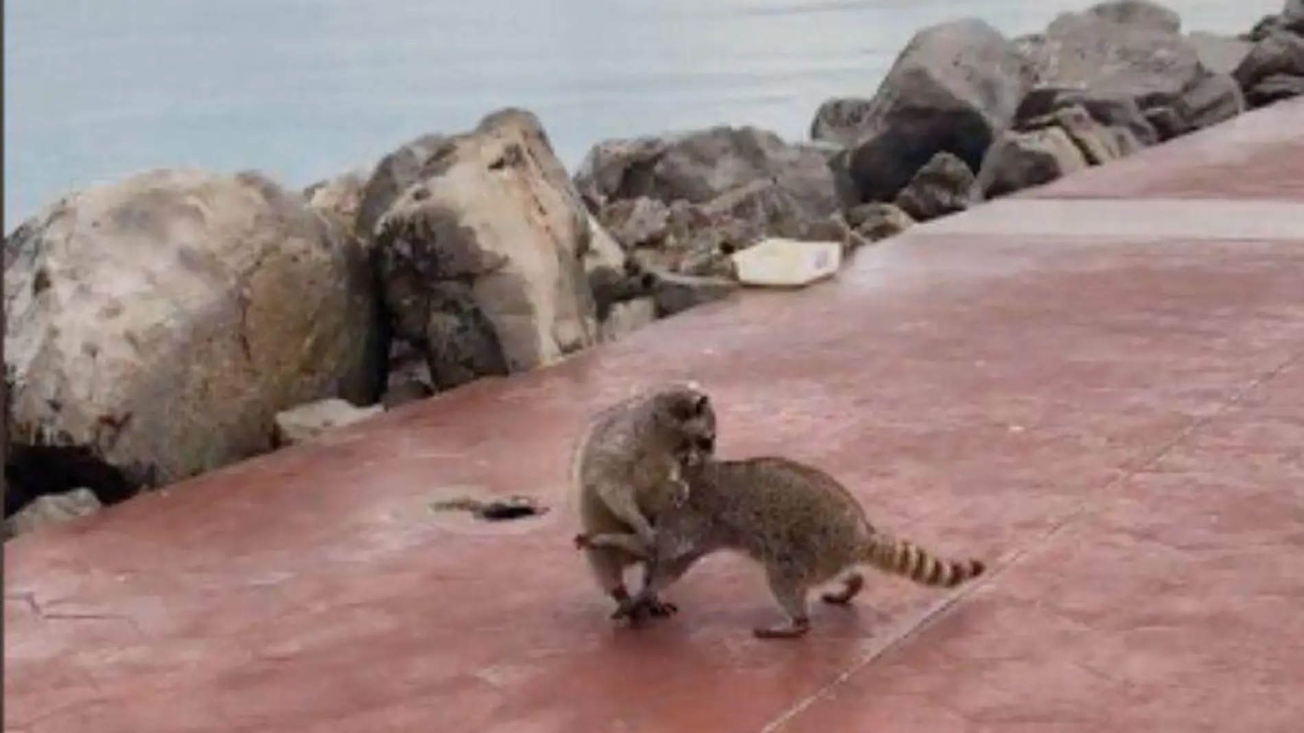 Mapaches de playa Miramar son captados peleando 